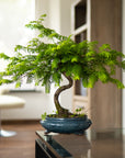 Metasequoia a spirale