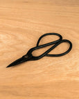 Set di partenza Ficus