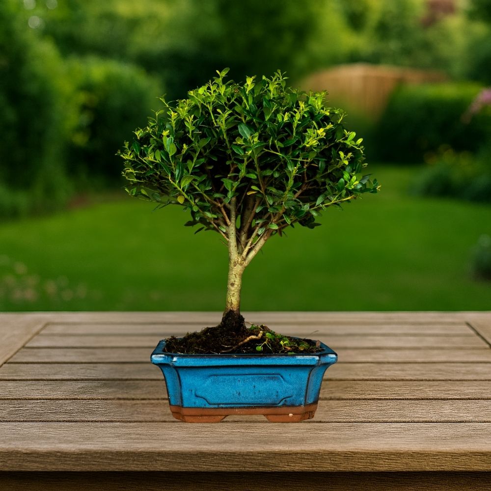 Prova bonsai