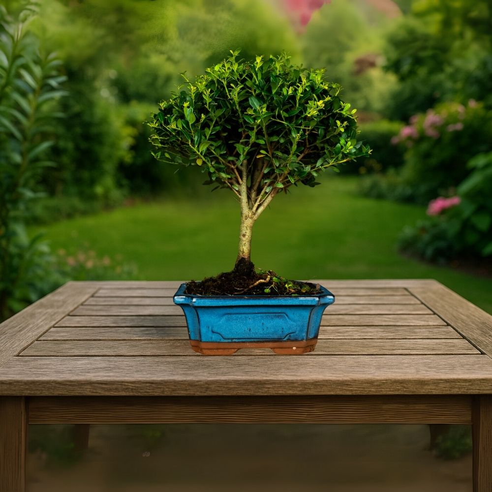 Prova bonsai