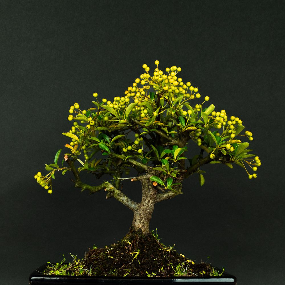 Pyracanta kogata