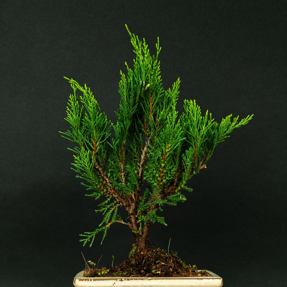 Juniperus Sono