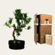 Albero dei desideri Podocarpus