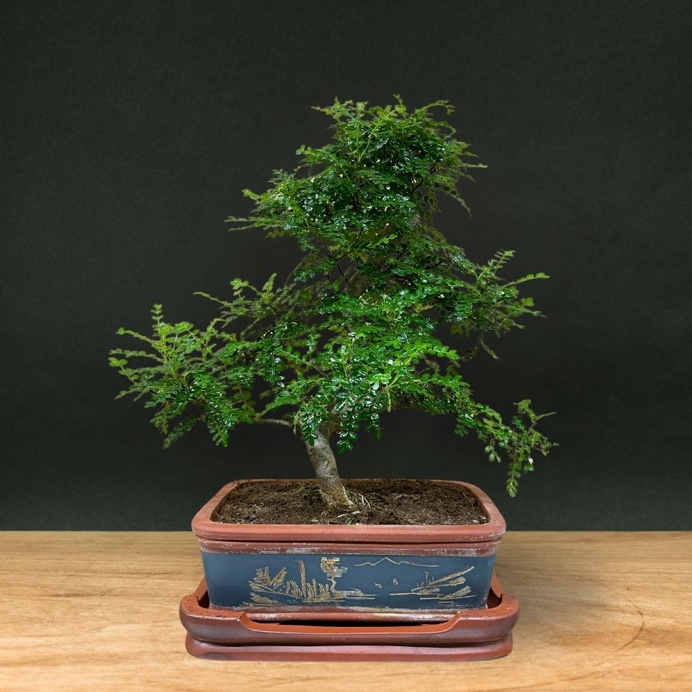 Zanthoxylum (Limited Edition)