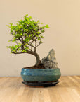 Paesaggio di Zelkova