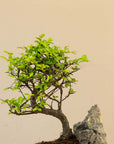 Paesaggio di Zelkova