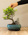 Paesaggio di Zelkova