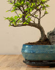 Paesaggio di Zelkova