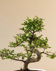 Zelkova Marui