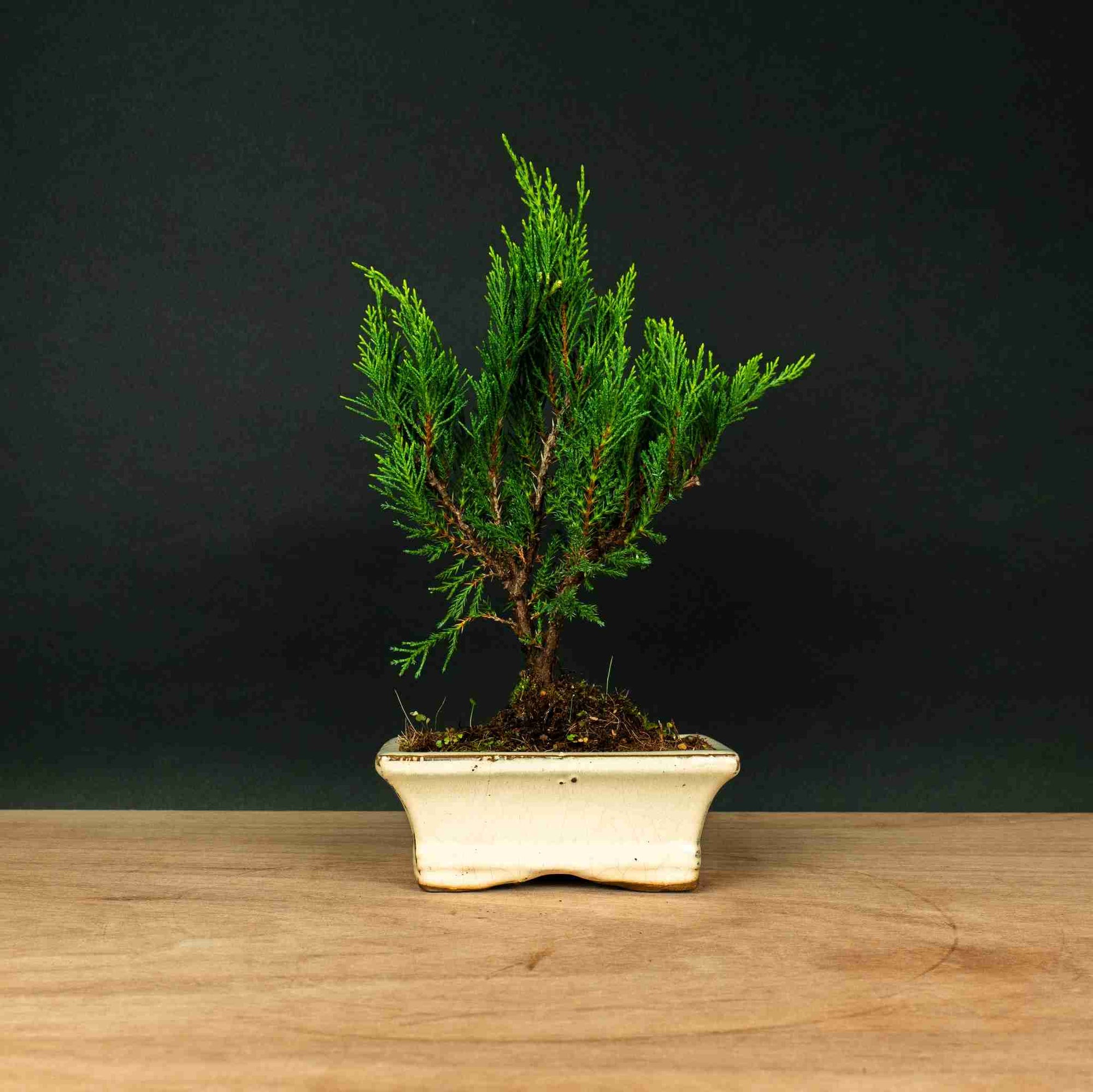 Juniperus Sono