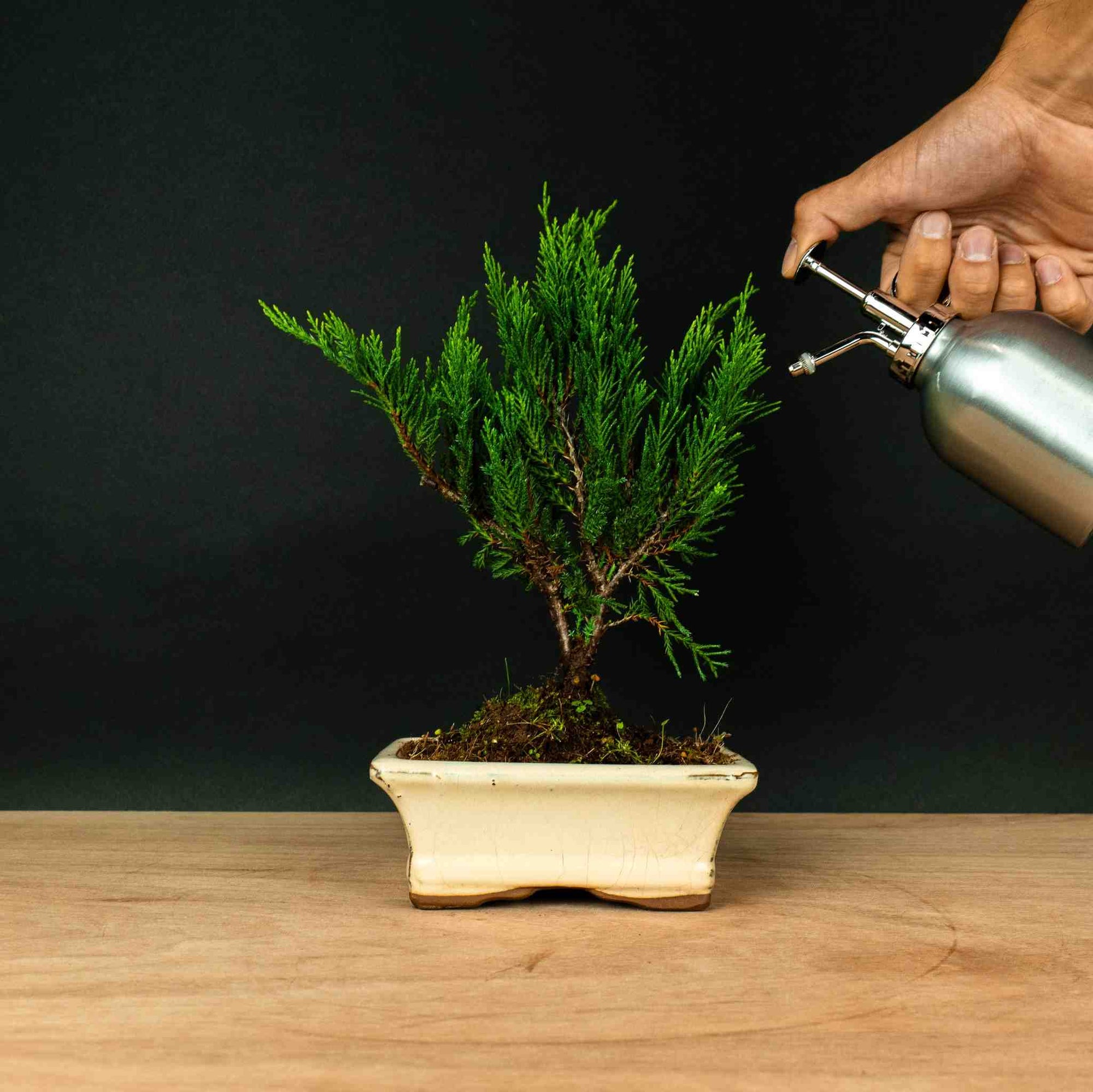 Juniperus Sono